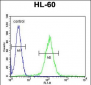 OR10J5 Antibody (C-term)